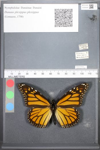 Media type: image;   Entomology 89499
